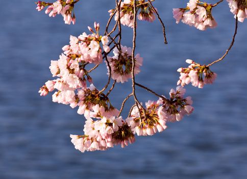 Pink Japanese Cherry blossoms on branches overhanging the Tidal Basin in Washington DC