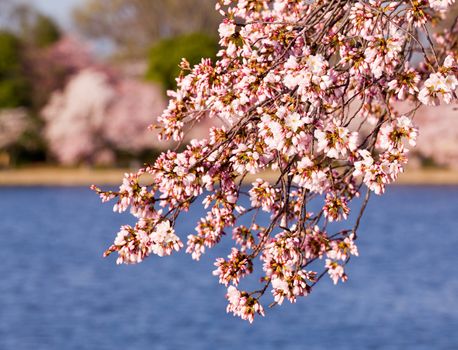 Pink Japanese Cherry blossoms on branches overhanging the Tidal Basin in Washington DC