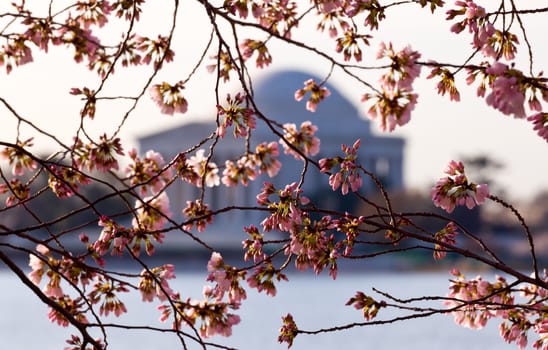 Jefferson Memorial at dawn by Tidal Basin and surrounded by pink Japanese Cherry blossoms