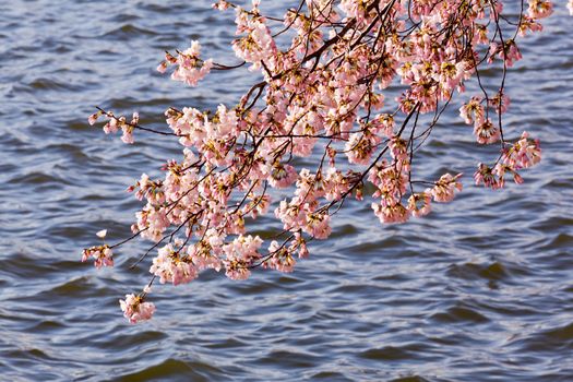 Pink Japanese Cherry blossoms on branches overhanging the Tidal Basin in Washington DC