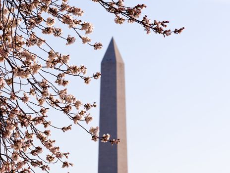 Washington Monument by Tidal Basin and surrounded by pink Japanese Cherry blossoms