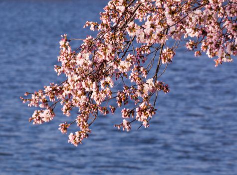 Pink Japanese Cherry blossoms on branches overhanging the Tidal Basin in Washington DC