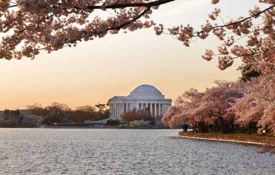 Jefferson Memorial at dawn by Tidal Basin and surrounded by pink Japanese Cherry blossoms