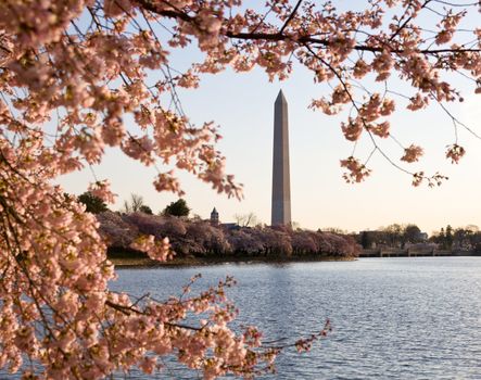 Washington Monument by Tidal Basin and surrounded by pink Japanese Cherry blossoms