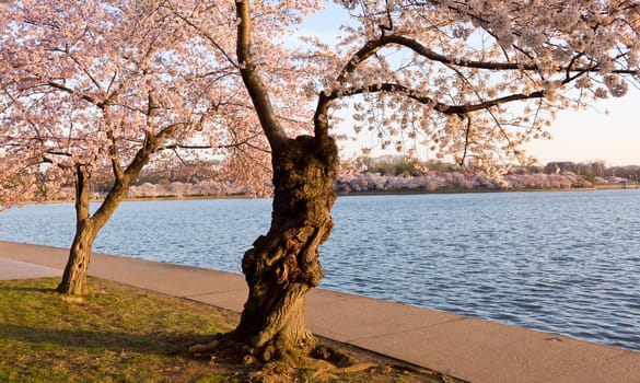 Old gnarled tree by Tidal Basin and surrounded by pink Japanese Cherry blossoms