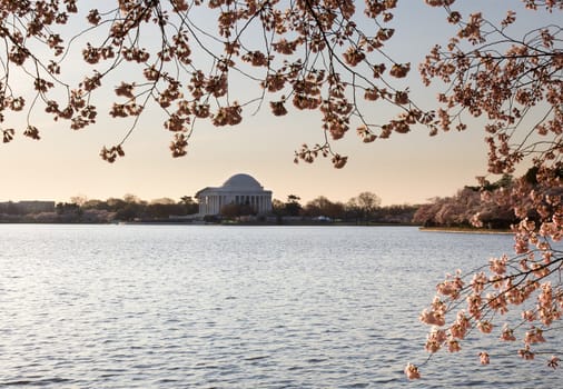 Jefferson Memorial at dawn by Tidal Basin and surrounded by pink Japanese Cherry blossoms