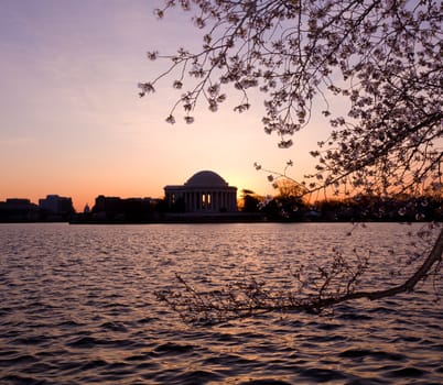 Jefferson Memorial at dawn by Tidal Basin and surrounded by pink Japanese Cherry blossoms