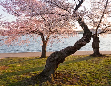 Old gnarled tree by Tidal Basin and surrounded by pink Japanese Cherry blossoms