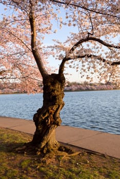 Old gnarled tree by Tidal Basin and surrounded by pink Japanese Cherry blossoms