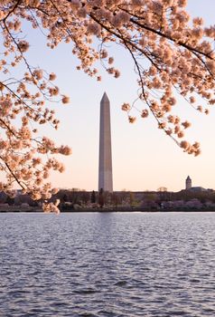 Washington Monument by Tidal Basin and surrounded by pink Japanese Cherry blossoms