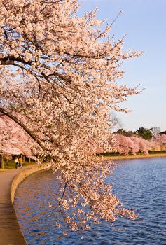 Pink Japanese Cherry blossoms on branches overhanging the Tidal Basin in Washington DC