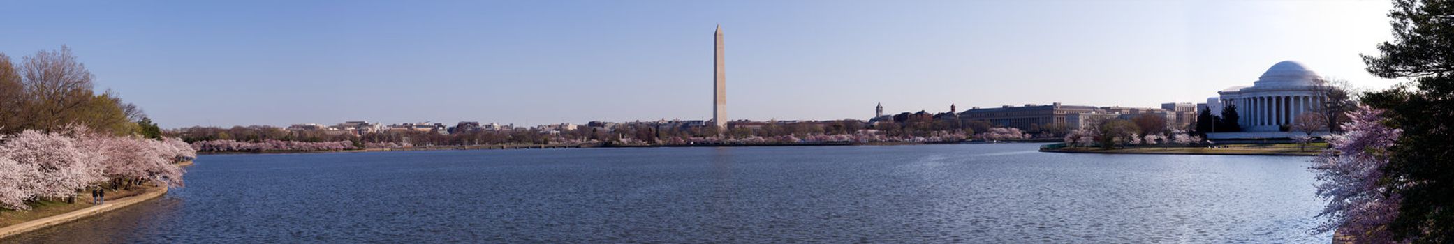 Washington Monument and Jefferson Memorial in panorama of Tidal Basin and surrounded by pink Japanese Cherry blossoms