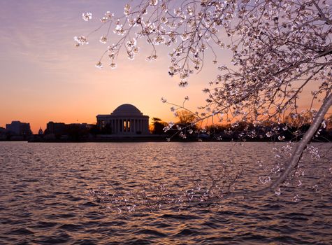 Jefferson Memorial at dawn by Tidal Basin and surrounded by pink Japanese Cherry blossoms