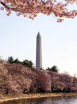 Washington Monument by Tidal Basin and surrounded by pink Japanese Cherry blossoms