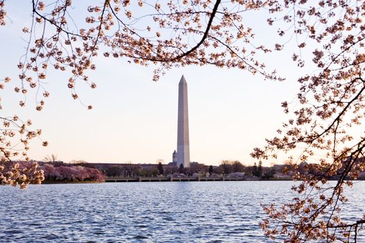 Washington Monument by Tidal Basin and surrounded by pink Japanese Cherry blossoms