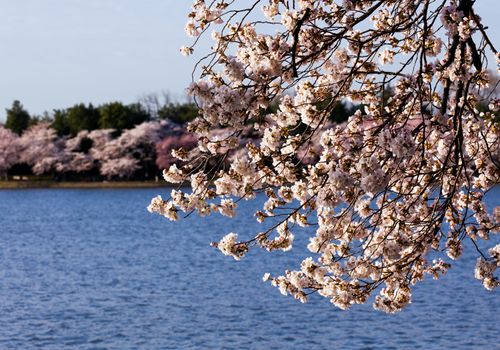 Pink Japanese Cherry blossoms on branches overhanging the Tidal Basin in Washington DC