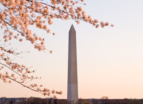 Washington Monument by Tidal Basin and surrounded by pink Japanese Cherry blossoms