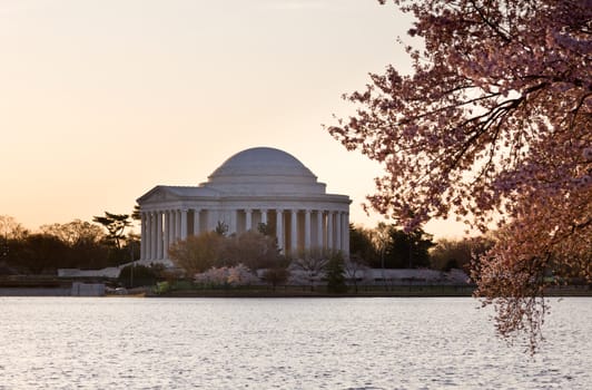 Jefferson Memorial at dawn by Tidal Basin and surrounded by pink Japanese Cherry blossoms