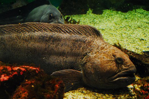 A couple of northern wolffish (Anarhichas denticulatus).