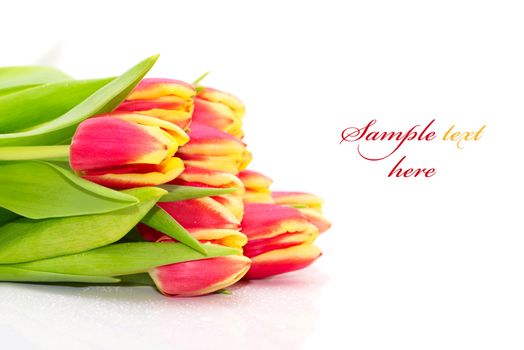 Bouquet of the fresh tulips on white background(With sample text)