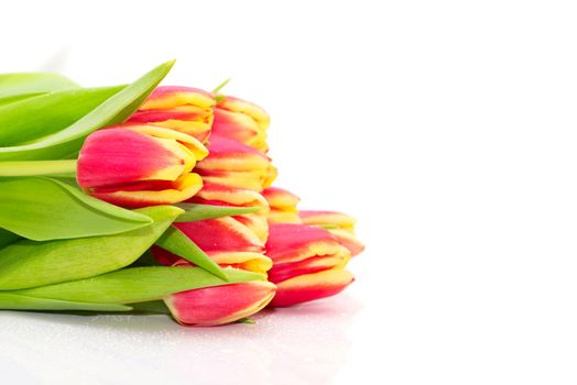 Bouquet of the fresh tulips on white background(With sample text)