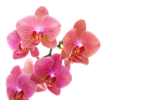 Beautiful pink orchid isolated on white background