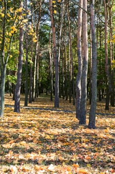 City park with autumn leaves on the trees yellowed                            