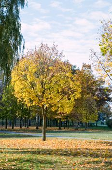 City park with autumn leaves on the trees yellowed