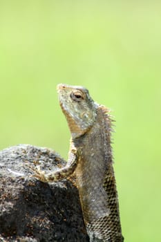 A chameleon climbing a rock, on a green background.