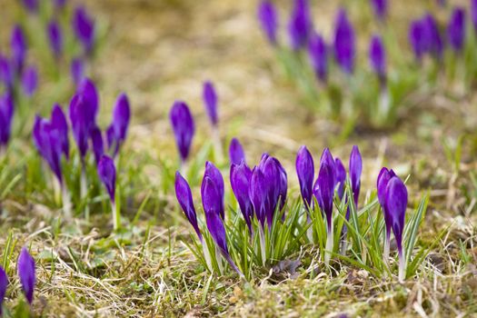 Violet crocuses growing happily in the grass