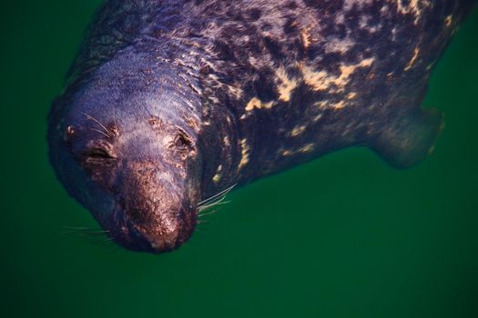Seal in the harbour in Ireland