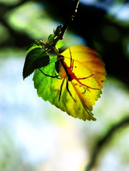 A silhouette shadow of a spider behind an autumn leaf.