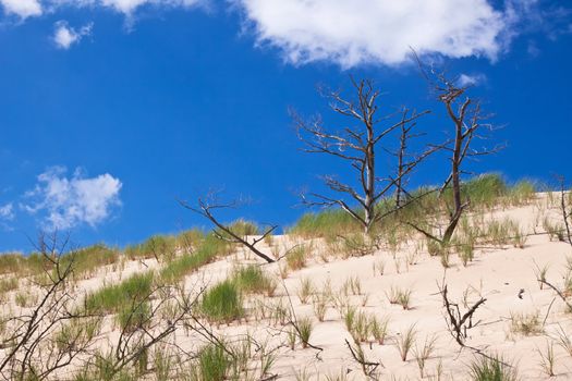 Moving dunes near the Baltic Sea in Slowinski park