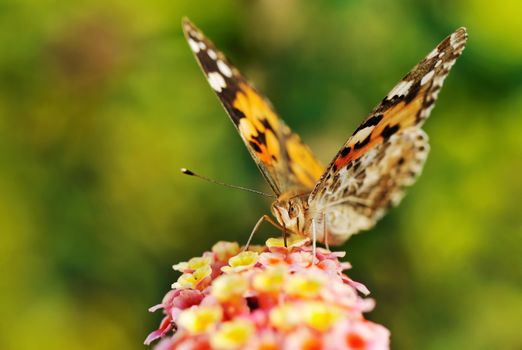 Macro image of a colorful butterfly sipping nectar from a flower