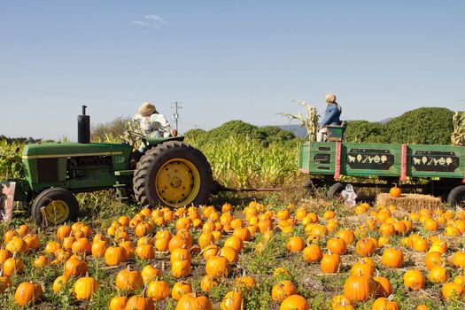 Tractor and Trailer on Pumpkin Patch Field on a Sunny Day