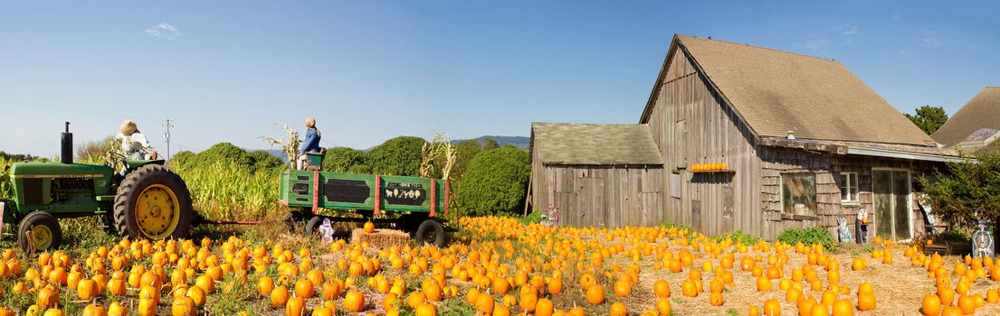 Pumpkin Patch Old Farm House with Halloween Decoration Panorama