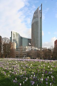 Spring flowers (crocusses) with backdrop of highrise in the city center of The Hague, Holland