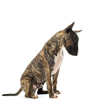 portrait of a purebred brown bull terrier in front of white background