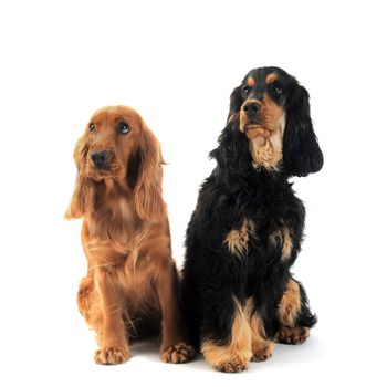 portrait of a  purebred english cockers in a studio