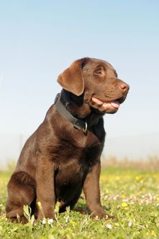  purebred puppy labrador retriever in a field