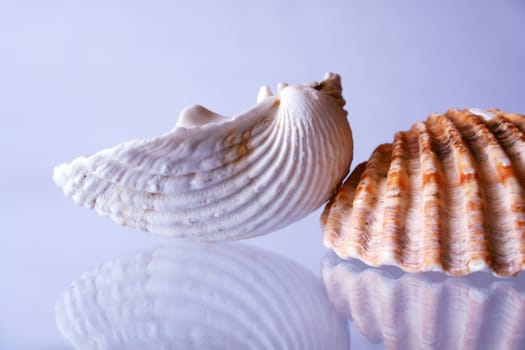 two shells of the ocean with reflection