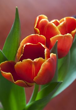 close up of bright tulips on red background