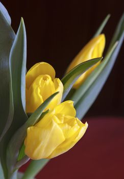 close up of bright tulips on red background