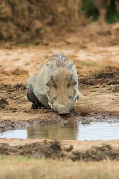 Ugly warthog drinking water at a pool