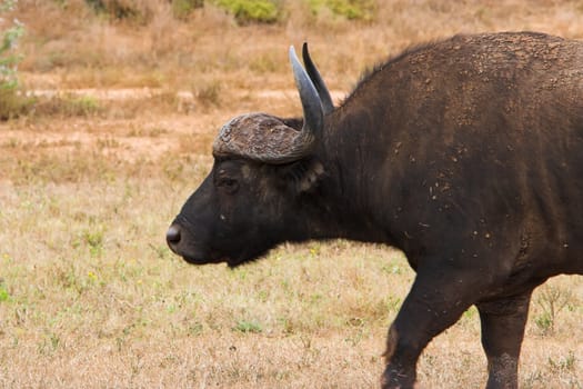 Front half portrait of an adult buffalo