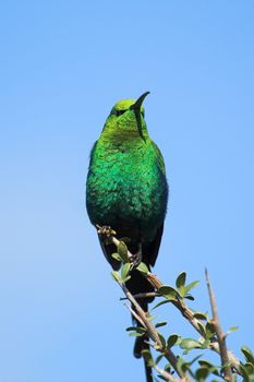 A Malachite Sunbird sitting on a branch