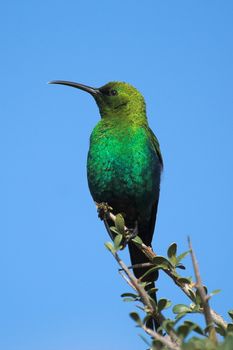 A Malachite Sunbird sitting on a branch