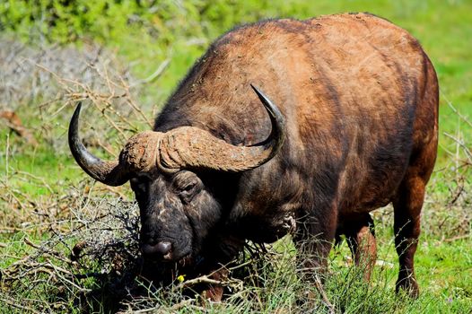 Cape Buffalo feeding in the African bush