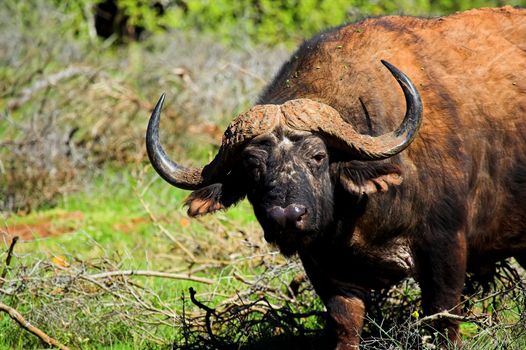 Close up shot of a cape Buffalo