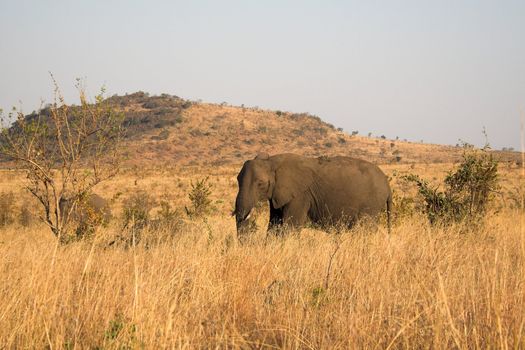 Elephant Family feeding in the long grass